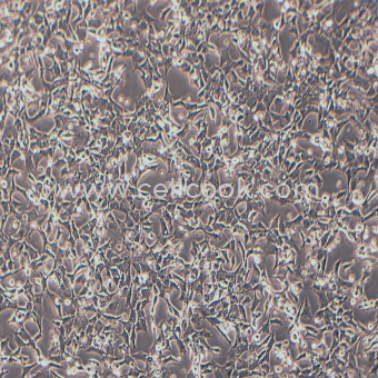 C127小鼠乳腺腫瘤細胞（種屬鑒定正確）