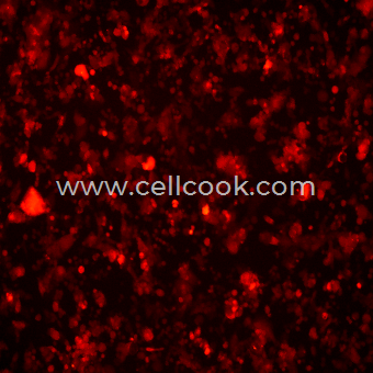 LLC-RFP(STR)示蹤穩(wěn)定細胞株（STR鑒定正確）