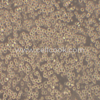 145-2C11倉鼠/小鼠雜交瘤細(xì)胞（種屬鑒定正確）