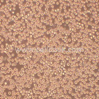 MPC-11小鼠漿細(xì)胞瘤（種屬鑒定正確）