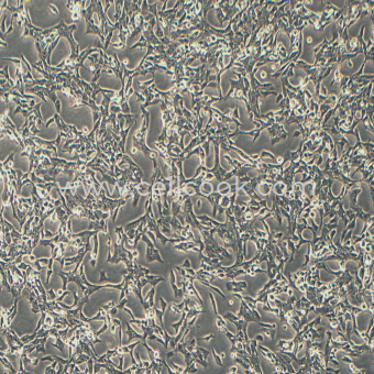 HL-1小鼠心肌細(xì)胞（STR鑒定正確）