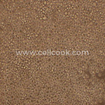 5TGM1-LUC示蹤穩(wěn)定細(xì)胞株（種屬鑒定正確）