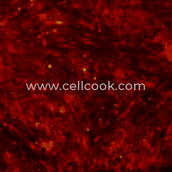 H9C2-RFP示蹤穩(wěn)定細胞株（種屬鑒定正確）