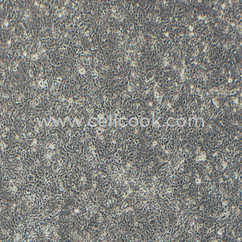 BRL 3A大鼠肝細(xì)胞（種屬鑒定正確）