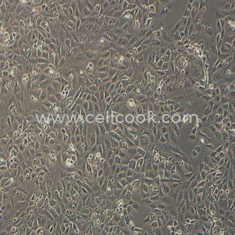 IAR20大鼠肝細胞（種屬鑒定正確）