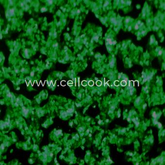 Hep G2-GFP示蹤穩(wěn)定細(xì)胞株（STR鑒定正確）