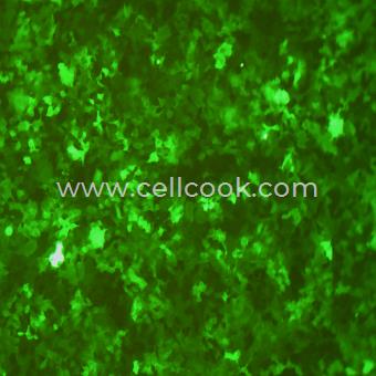 Huh-7-GFP示蹤穩(wěn)定細(xì)胞株（STR鑒定正確）