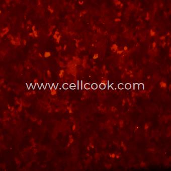 Huh-7-RFP示蹤穩(wěn)定細(xì)胞株（STR鑒定正確）