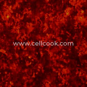 Hep3B-RFP示蹤穩(wěn)定細(xì)胞株（STR鑒定正確）