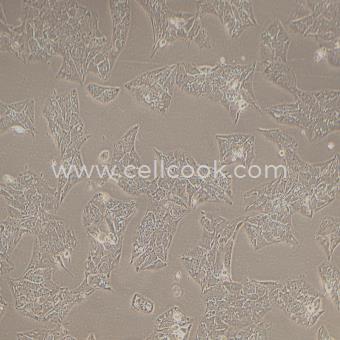 Li-7人肝癌細(xì)胞（STR鑒定正確）