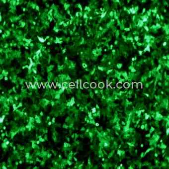 A549-GFP示蹤穩(wěn)定細(xì)胞株（STR鑒定正確）