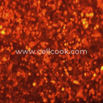 NCI-H1299-RFP示蹤穩(wěn)定細(xì)胞株（STR鑒定正確）