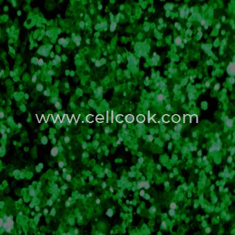 NCI-H1299-GFP示蹤穩(wěn)定細(xì)胞株（STR鑒定正確）