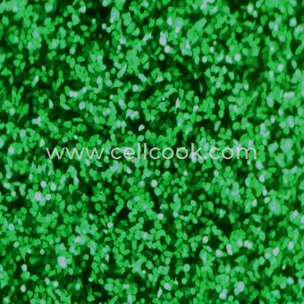 PC9-GFP示蹤穩(wěn)定細(xì)胞株（STR鑒定正確