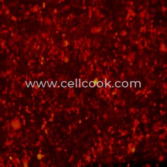 PC9-RFP示蹤穩(wěn)定細(xì)胞株（STR鑒定正確）