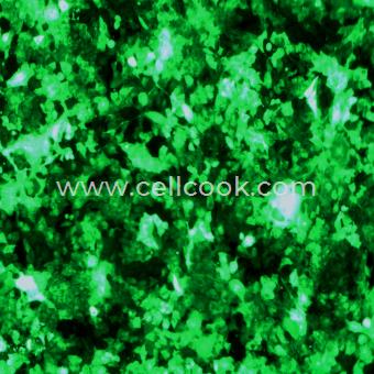 NCI-H1975-GFP示蹤穩(wěn)定細(xì)胞株（STR鑒定正確）