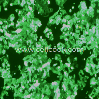 MCF7-GFP示蹤穩(wěn)定細(xì)胞株（STR鑒定正確）