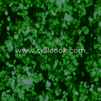 SK-BR-3-GFP示蹤穩(wěn)定細(xì)胞株（STR鑒定正確）