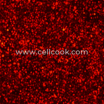 HT-29-RFP示蹤穩(wěn)定細(xì)胞株（STR鑒定正確）