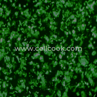 SW480-GFP示蹤穩(wěn)定細(xì)胞株（STR鑒定正確）