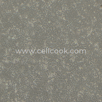 HCT-116-LUC示蹤穩(wěn)定細(xì)胞株（STR鑒定正確）