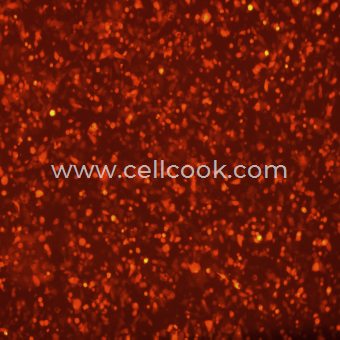 HCT-116-RFP（殺稻瘟菌素抗性）示蹤穩(wěn)定細(xì)胞株（STR鑒定正確）