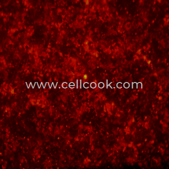 HCT-116-RFP（嘌呤霉素抗性）示蹤穩(wěn)定細(xì)胞株（STR鑒定正確）