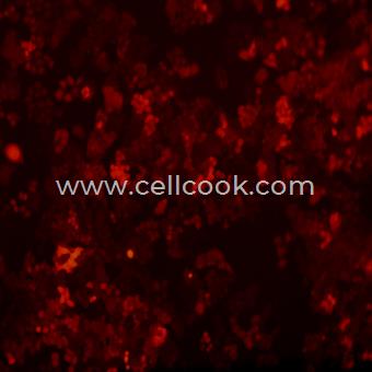 Hela-RFP示蹤穩(wěn)定細(xì)胞株（STR鑒定正確）