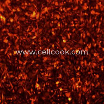 PC3-RFP示蹤穩(wěn)定細胞株（STR鑒定正確）