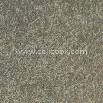 LNCaP人前列腺癌細(xì)胞（STR鑒定正確）