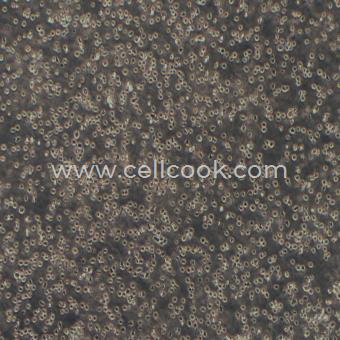 Daudi人Burkkit淋巴瘤細(xì)胞（STR鑒定正確）