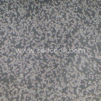 RPMI-8226-LUC示蹤穩(wěn)定細(xì)胞株（STR鑒定正確）