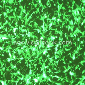 U-87 MG-GFP示蹤穩(wěn)定細(xì)胞株（STR鑒定正確）