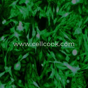 A-375-GFP示蹤穩(wěn)定細(xì)胞株（STR鑒定正確）