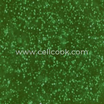 K562-GFP示蹤穩(wěn)定細(xì)胞株（STR鑒定正確）