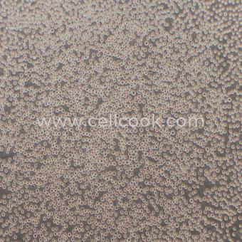 MOLM-13人急性髓細(xì)胞白血病細(xì)胞（STR鑒定正確）