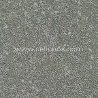 C17.2小鼠神經(jīng)干細(xì)胞