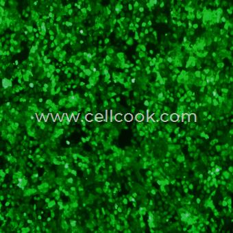 WB-F344-GFP示蹤穩(wěn)定細胞株（種屬鑒定正確）