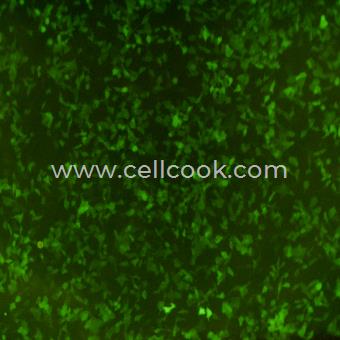 B16-F10-GFP示蹤穩(wěn)定細胞株（STR鑒定正確）