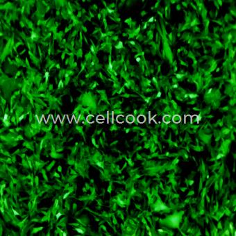 B16-F10-OVA-GFP示蹤穩(wěn)定細胞株（STR鑒定正確）