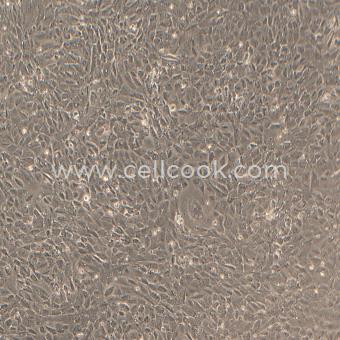 15P-1 PYTL基因小鼠睪丸支持細胞（種屬鑒定正確）