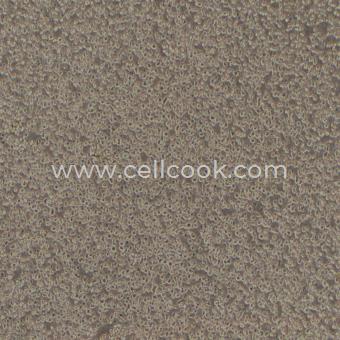 H9人T淋巴細(xì)胞白血病（STR鑒定正確）