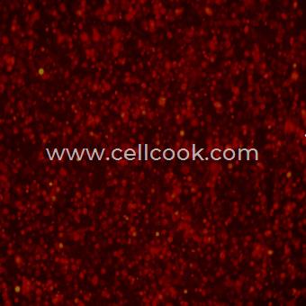 AsPC-1-RFP示蹤穩(wěn)定細胞株（STR鑒定正確）