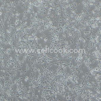 K7M2 wt-LUC示蹤穩(wěn)定細(xì)胞株（種屬鑒定正確）