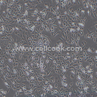 MKN-1人胃癌細(xì)胞（STR鑒定正確）